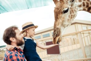 Girl feeding Giraffe with her dad at the zoo